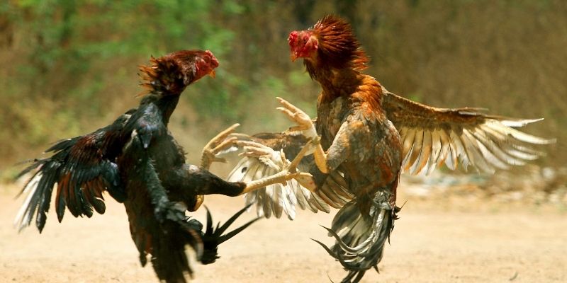 Đá gà VSBET truyền thống thu hút đông đảo người theo dõi