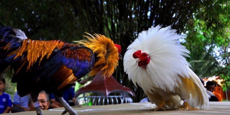 Lợi ích nhận được khi tham gia sảnh kê chiến tại nhà cái